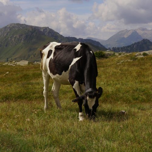 A Holstein cow grazing peacefully in a picturesque mountain meadow.